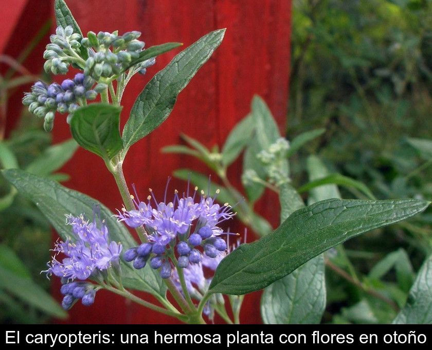 El Caryopteris: Una Hermosa Planta Con Flores En Otoño