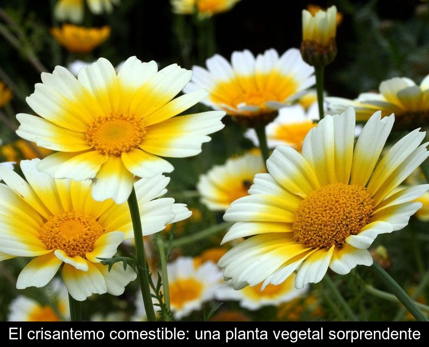 El Crisantemo Comestible: Una Planta Vegetal Sorprendente