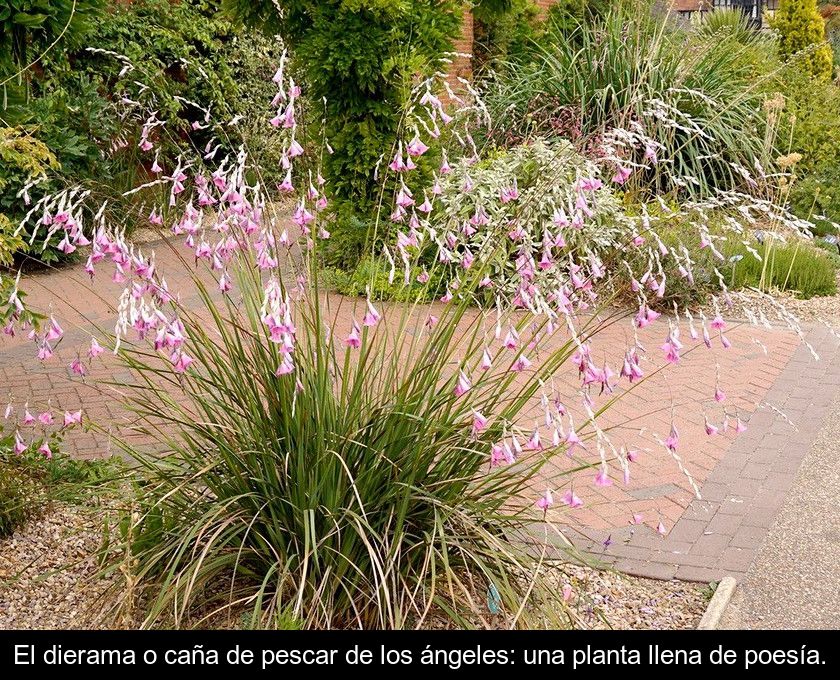 El Dierama O Caña De Pescar De Los ángeles: Una Planta Llena De Poesía.