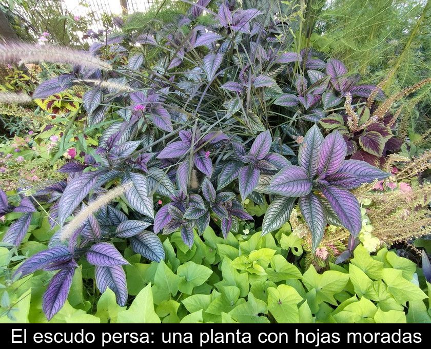 El Escudo Persa: Una Planta Con Hojas Moradas