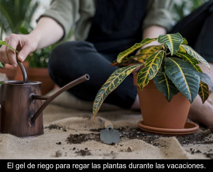 El Gel De Riego Para Regar Las Plantas Durante Las Vacaciones.