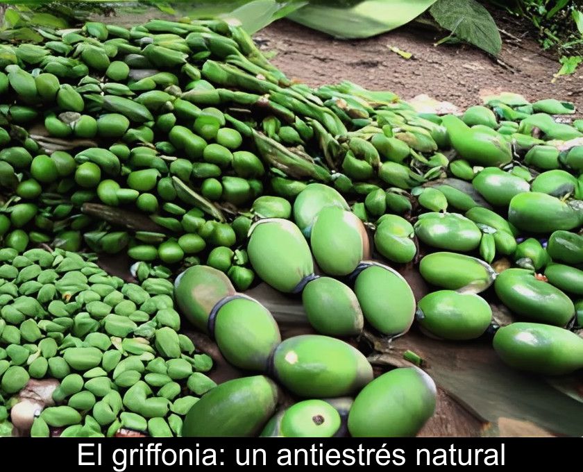 El Griffonia: Un Antiestrés Natural