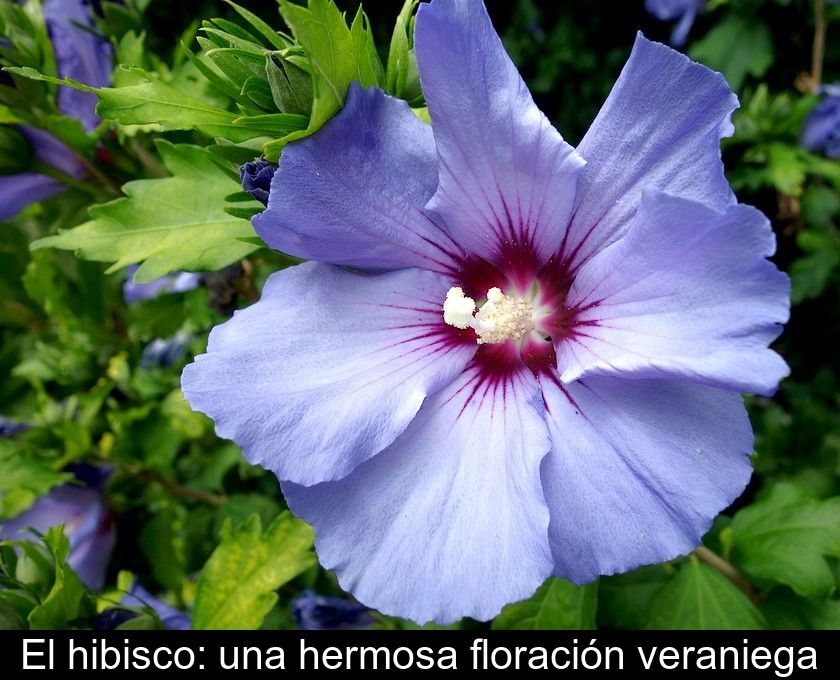 El Hibisco: Una Hermosa Floración Veraniega