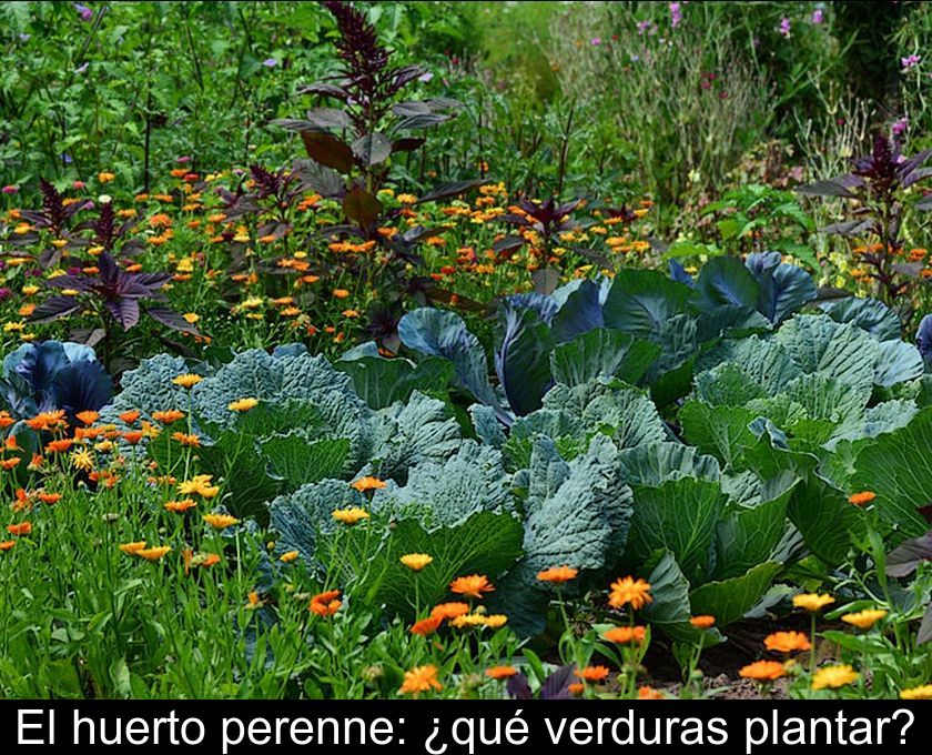 El Huerto Perenne: ¿qué Verduras Plantar?