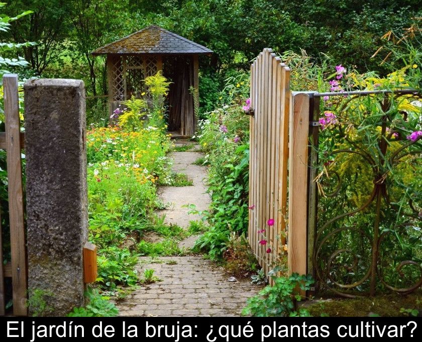 El Jardín De La Bruja: ¿qué Plantas Cultivar?