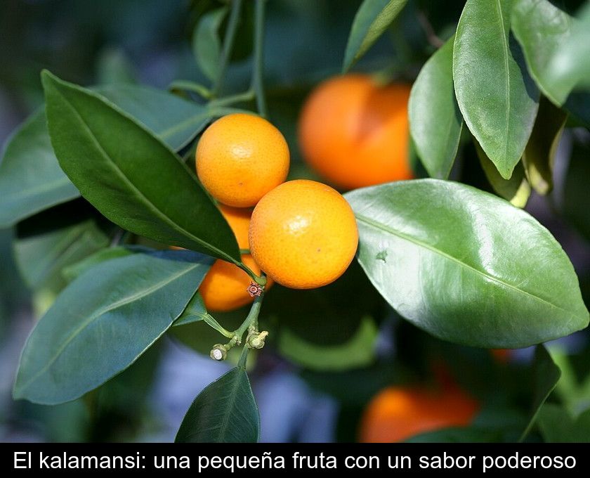 El Kalamansi: Una Pequeña Fruta Con Un Sabor Poderoso