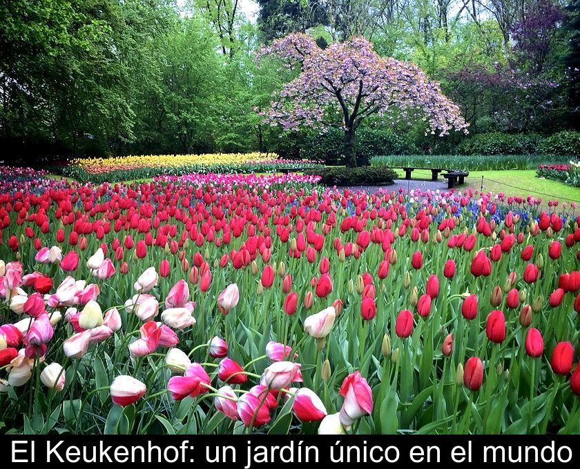 El Keukenhof: Un Jardín único En El Mundo