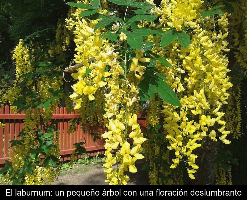 El Laburnum: Un Pequeño árbol Con Una Floración Deslumbrante