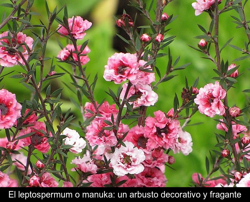 El Leptospermum O Manuka: Un Arbusto Decorativo Y Fragante