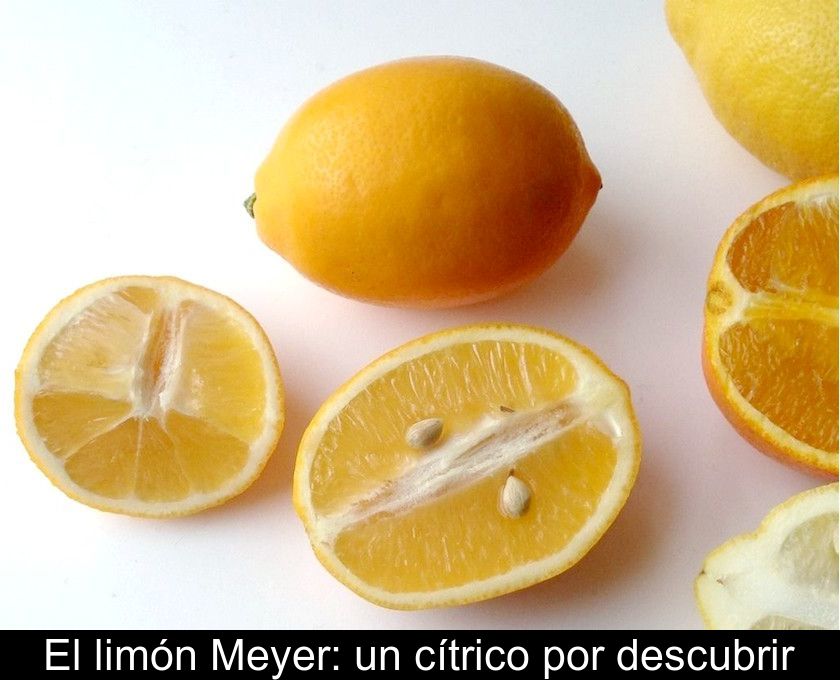 El Limón Meyer: Un Cítrico Por Descubrir