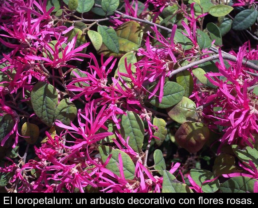 El Loropetalum: Un Arbusto Decorativo Con Flores Rosas.