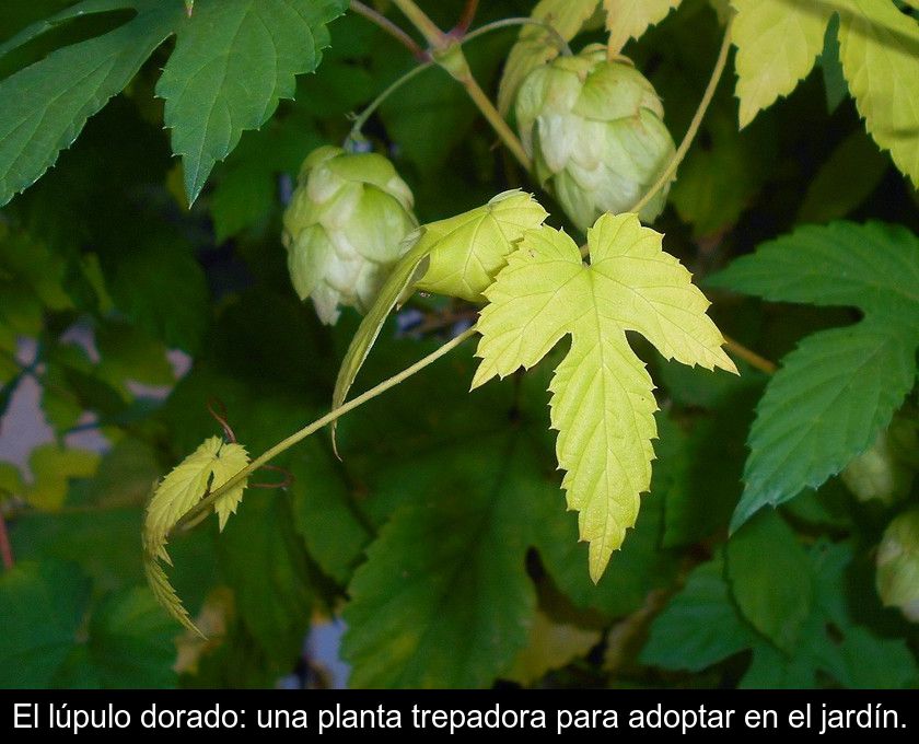 El Lúpulo Dorado: Una Planta Trepadora Para Adoptar En El Jardín.