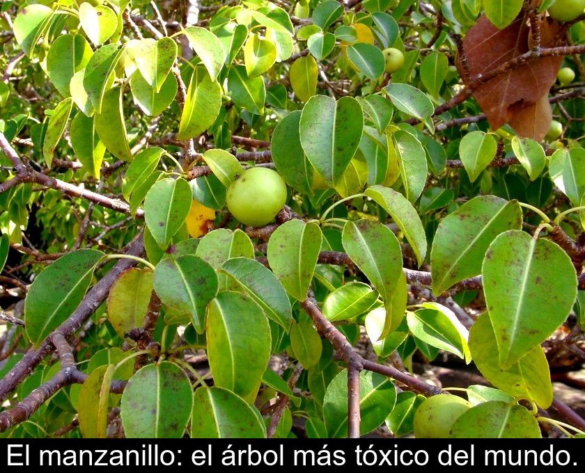 El Manzanillo: El árbol Más Tóxico Del Mundo.