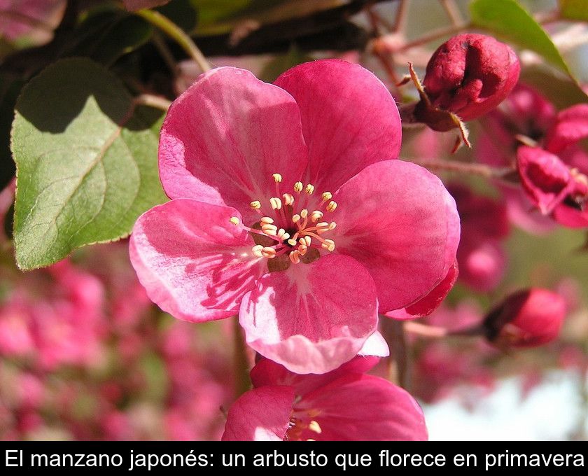 El Manzano Japonés: Un Arbusto Que Florece En Primavera