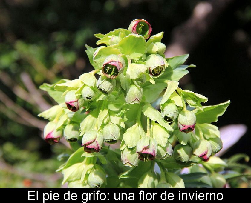 El Pie De Grifo: Una Flor De Invierno