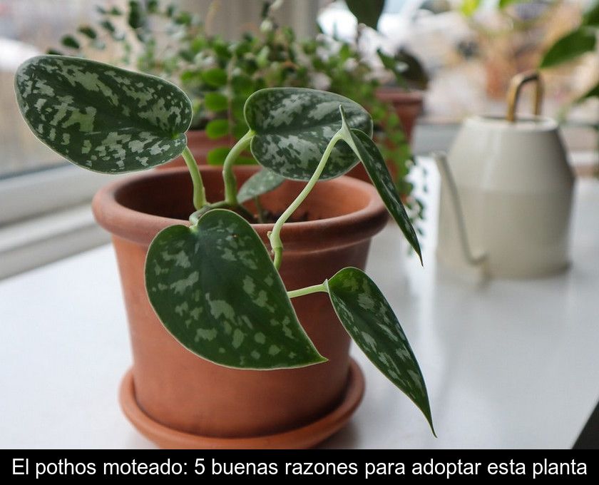 El Pothos Moteado: 5 Buenas Razones Para Adoptar Esta Planta
