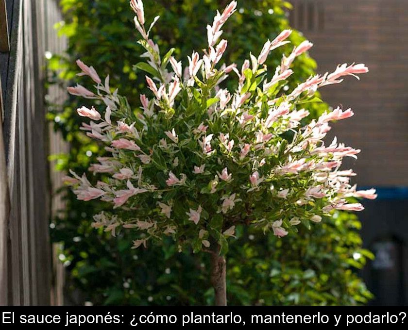 El Sauce Japonés: ¿cómo Plantarlo, Mantenerlo Y Podarlo?