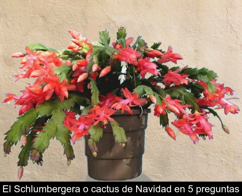 El Schlumbergera O Cactus De Navidad En 5 Preguntas