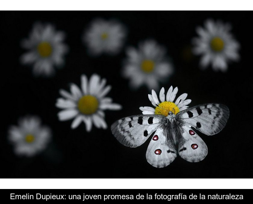 Emelin Dupieux: Una Joven Promesa De La Fotografía De La Naturaleza