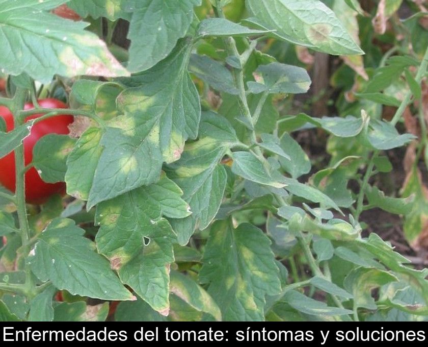 Enfermedades Del Tomate: Síntomas Y Soluciones