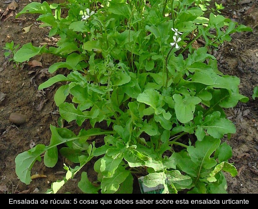 Ensalada De Rúcula: 5 Cosas Que Debes Saber Sobre Esta Ensalada Urticante