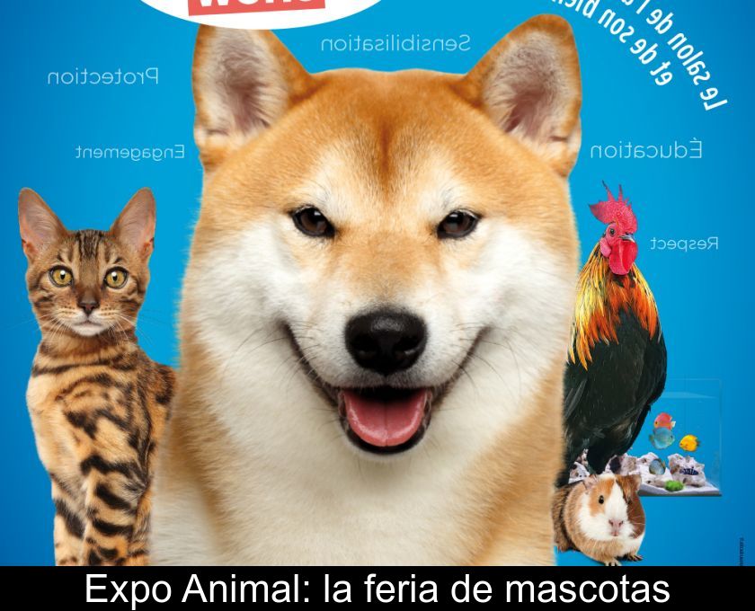 Expo Animal: La Feria De Mascotas