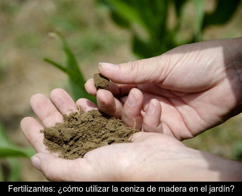 Fertilizantes: ¿cómo Utilizar La Ceniza De Madera En El Jardín?