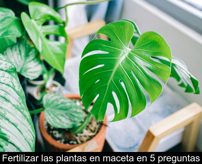 Fertilizar Las Plantas En Maceta En 5 Preguntas