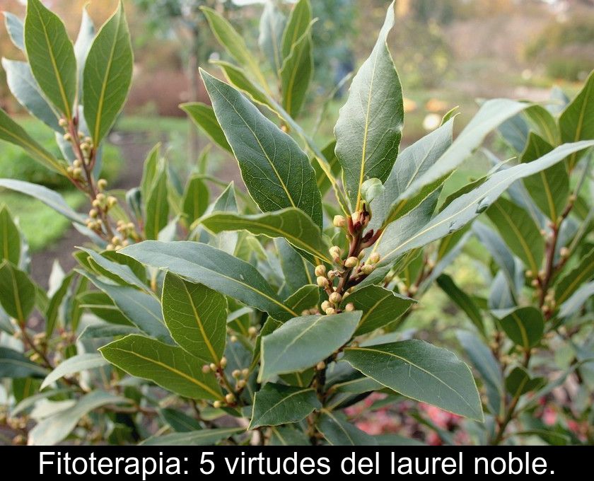 Fitoterapia: 5 Virtudes Del Laurel Noble.