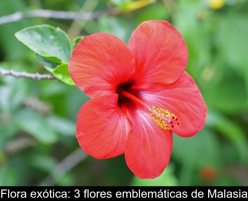 Flora Exótica: 3 Flores Emblemáticas De Malasia