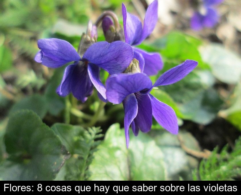 Flores: 8 Cosas Que Hay Que Saber Sobre Las Violetas
