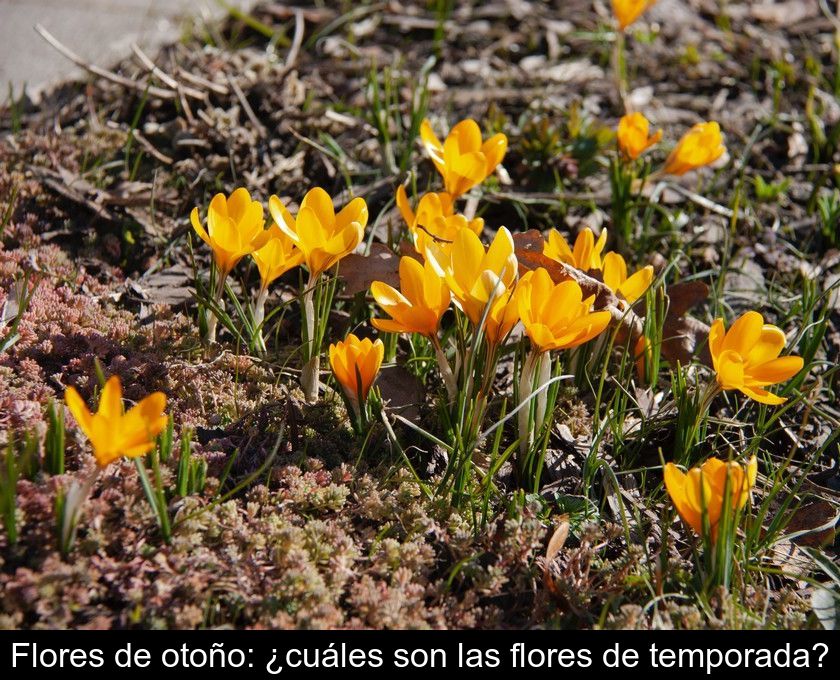 Flores De Otoño: ¿cuáles Son Las Flores De Temporada?