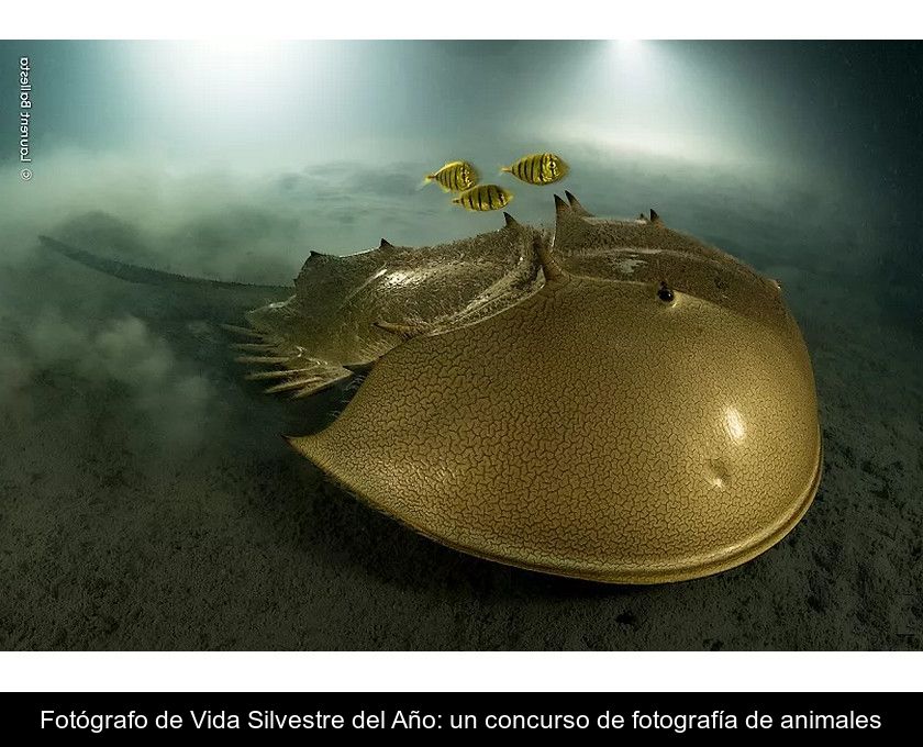 Fotógrafo De Vida Silvestre Del Año: Un Concurso De Fotografía De Animales