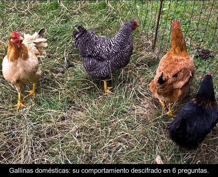 Gallinas Domésticas: Su Comportamiento Descifrado En 6 Preguntas.