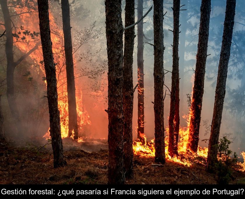 Gestión Forestal: ¿qué Pasaría Si Francia Siguiera El Ejemplo De Portugal?
