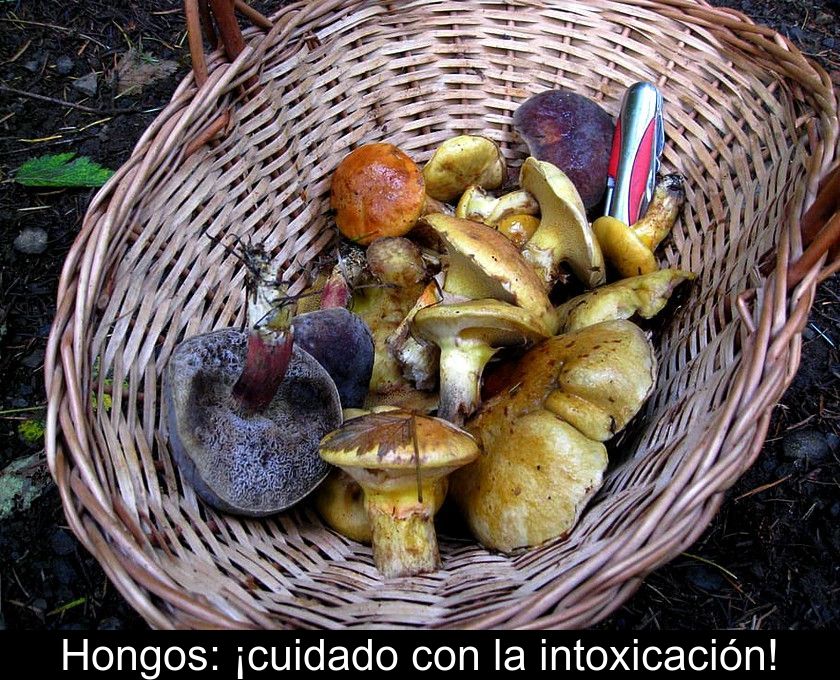 Hongos: ¡cuidado Con La Intoxicación!