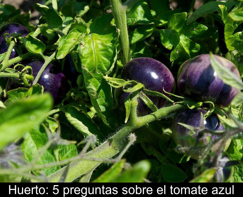 Huerto: 5 Preguntas Sobre El Tomate Azul