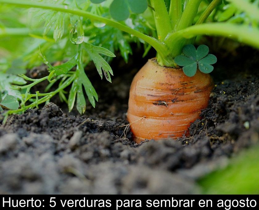 Huerto: 5 Verduras Para Sembrar En Agosto