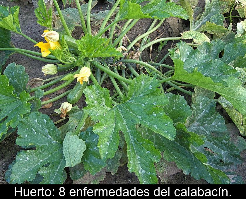 Huerto: 8 Enfermedades Del Calabacín.