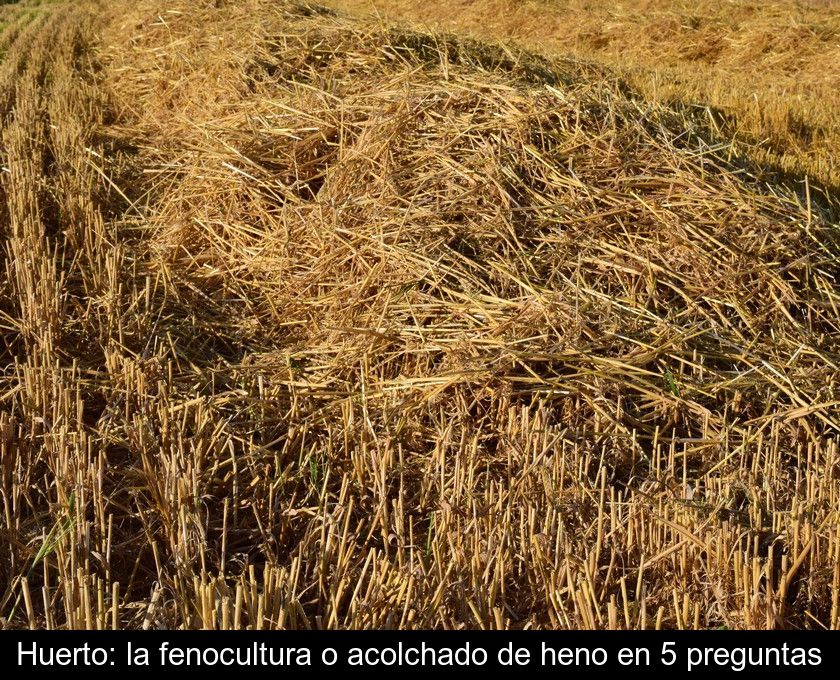 Huerto: La Fenocultura O Acolchado De Heno En 5 Preguntas