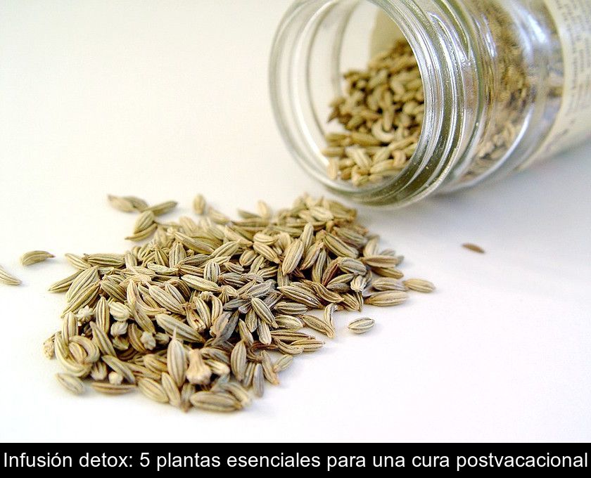 Infusión Detox: 5 Plantas Esenciales Para Una Cura Postvacacional