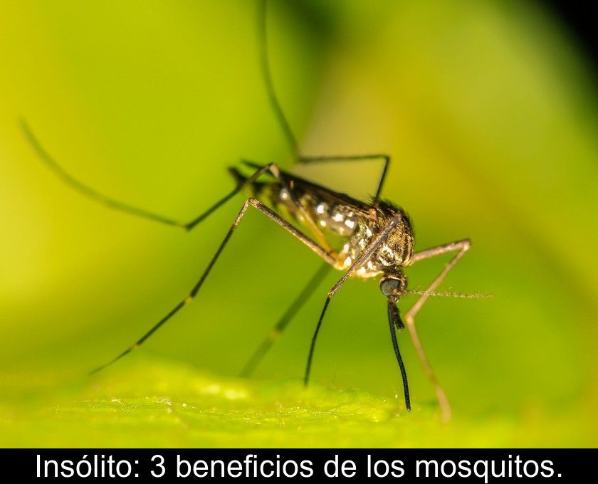 Insólito: 3 Beneficios De Los Mosquitos.