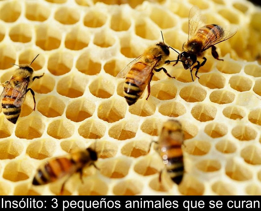 Insólito: 3 Pequeños Animales Que Se Curan