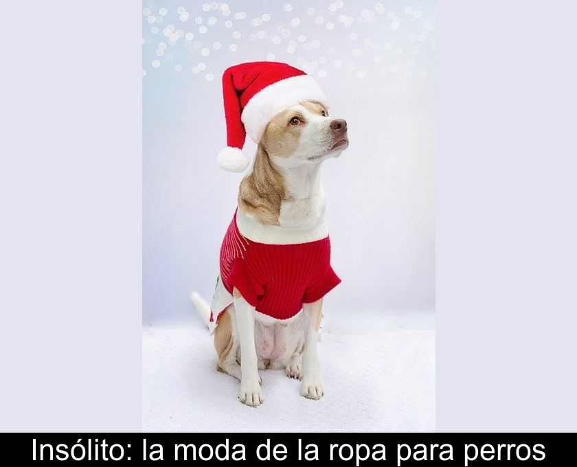 Insólito: La Moda De La Ropa Para Perros