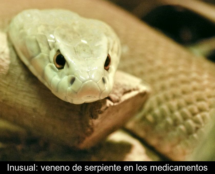 Inusual: Veneno De Serpiente En Los Medicamentos