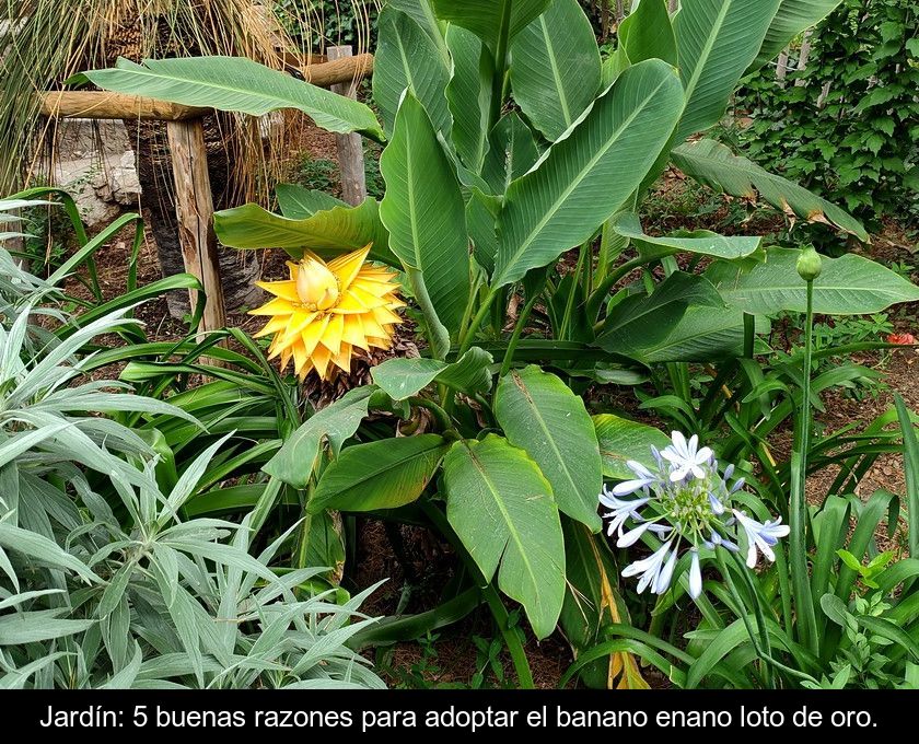 Jardín: 5 Buenas Razones Para Adoptar El Banano Enano Loto De Oro.