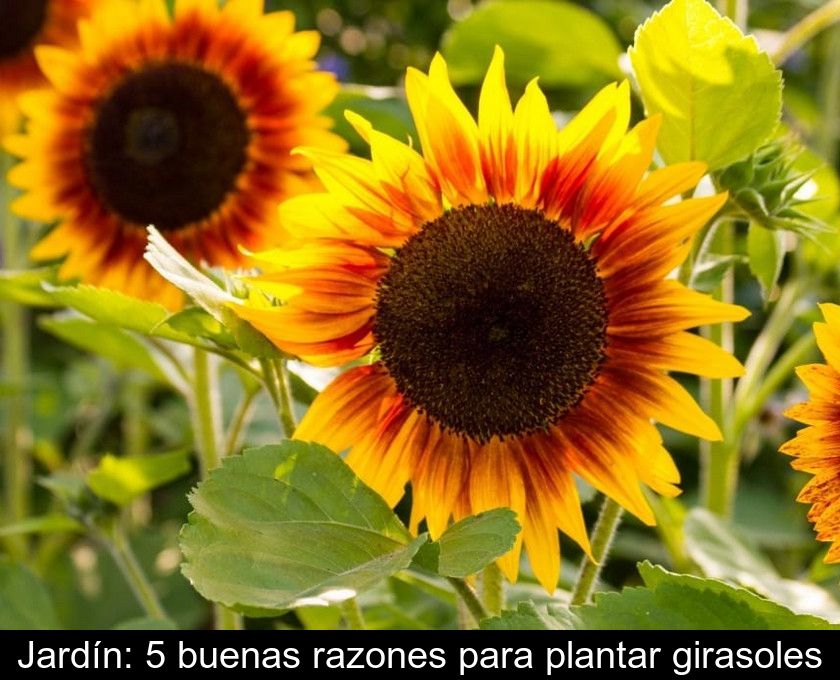 Jardín: 5 buenas razones para plantar girasoles