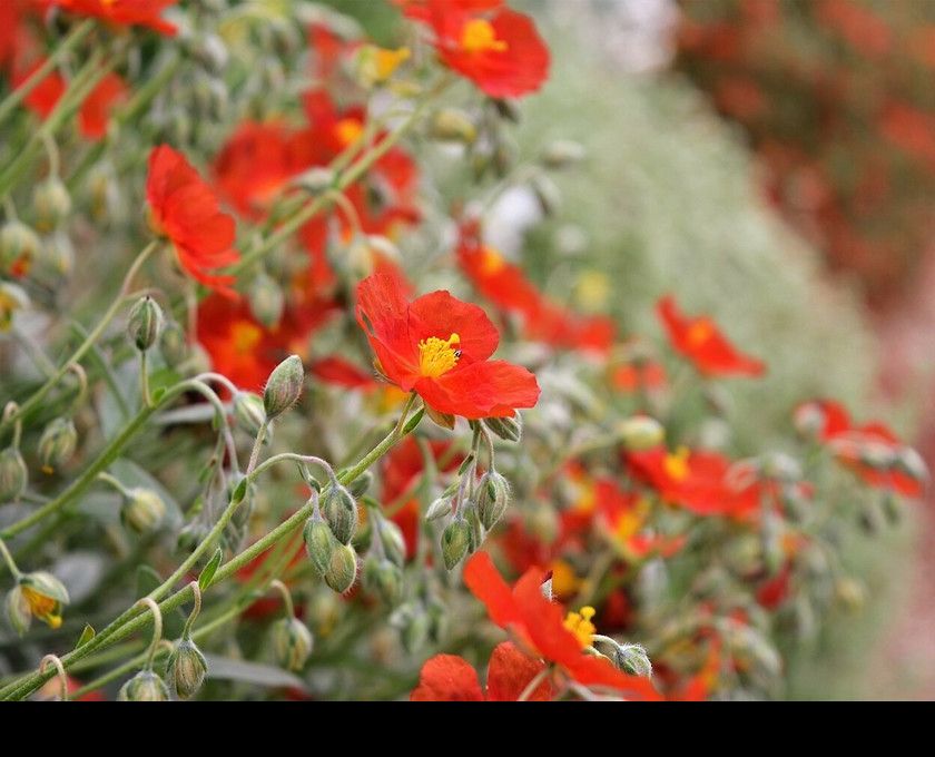 Jardín: 5 Buenas Razones Para Plantar Heliantemos.