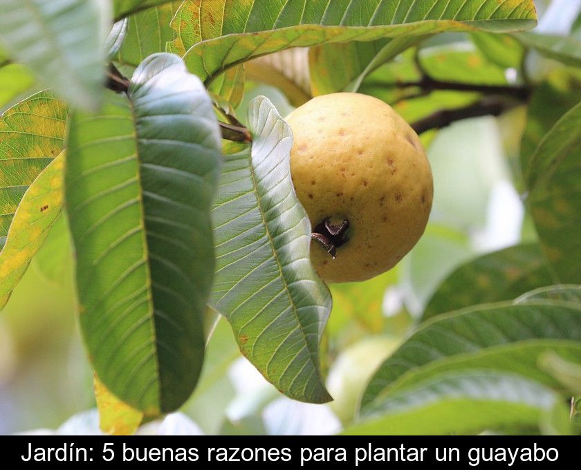 Jardín: 5 Buenas Razones Para Plantar Un Guayabo