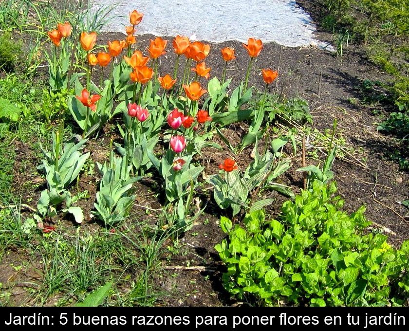 Jardín: 5 Buenas Razones Para Poner Flores En Tu Jardín